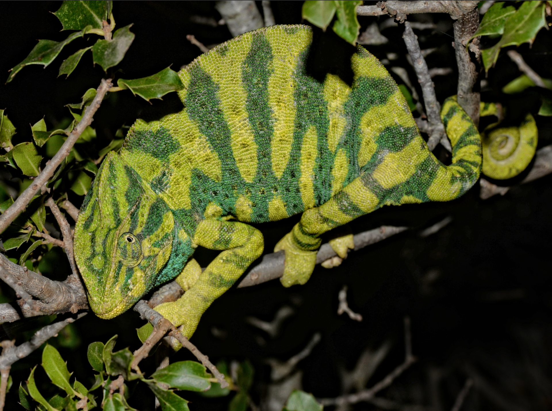 Chamaeleo africanus Peloponnese, Greece